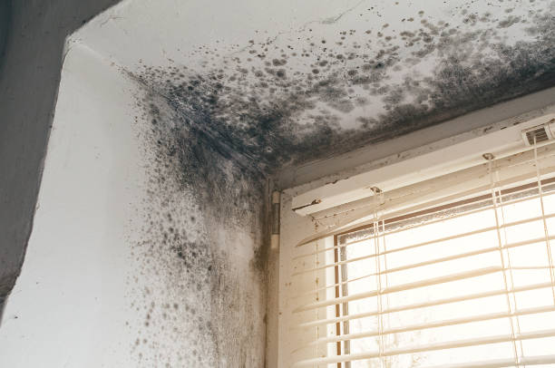 Affordable Mold Cleanup solutions in Harrison, MI