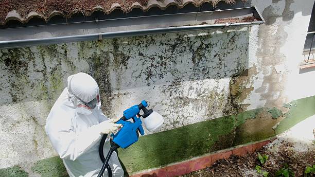 Trusted Black Mold Removal service in Harrison, MI - Cheap Mold Removal